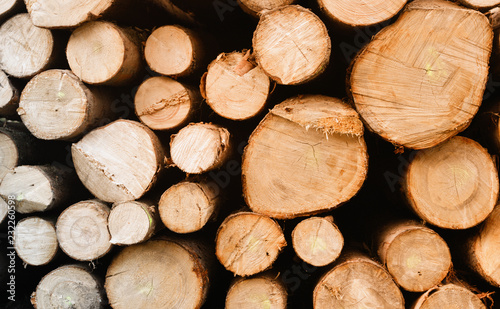 Wood industry  fresh logs