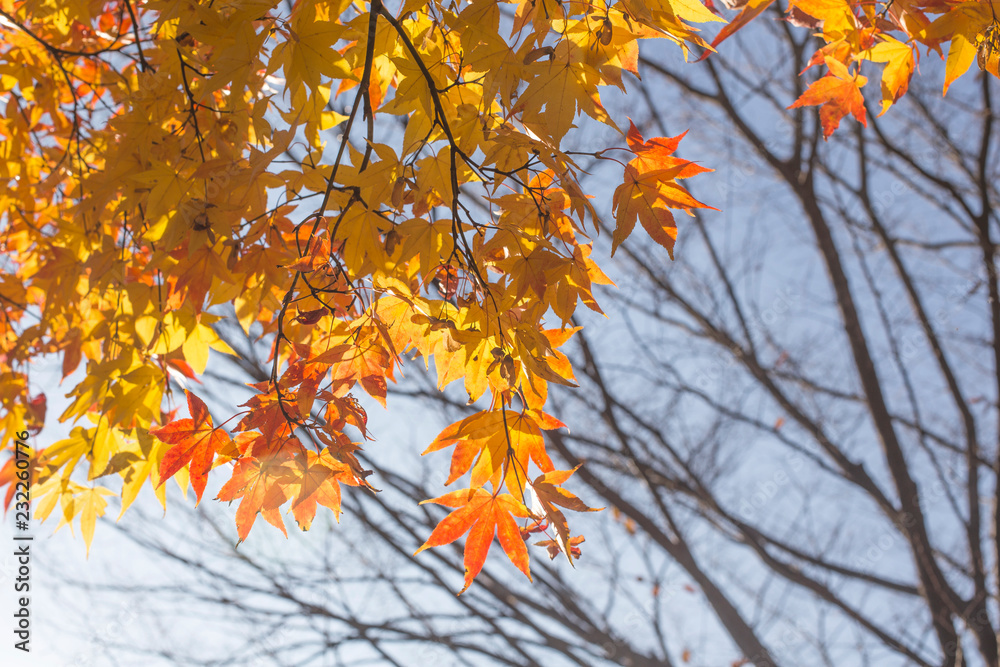 Red and yellow and green maple leaf the maple tree with bluesky background, taken from korea. Red and yellow and green maple leaf the maple tree with bluesky background, taken from korea.