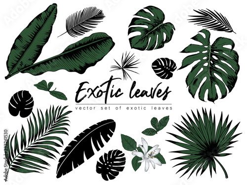 Tropical leaves collection. Vector isolated elements on the white background.
