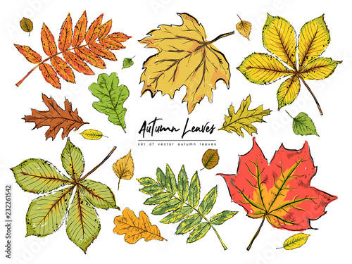 Set of various beautiful colorful autumn leaves isolated on white background. Hand drawn vector illustration.