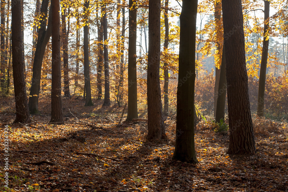 Obraz premium las mieszany jesień