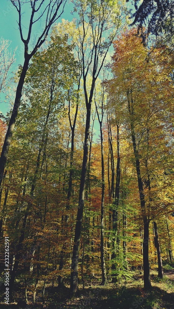 Herbstwald im Spessart