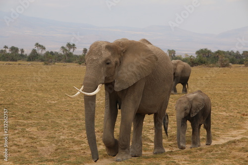 Mother and Baby elephant