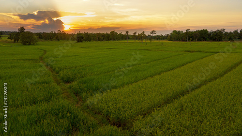 Green rice field at during sunset this is aerial view from drone fly