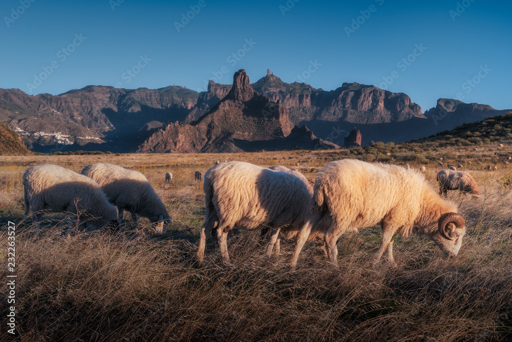 Fototapeta premium Gran Canaria Sheep fields 