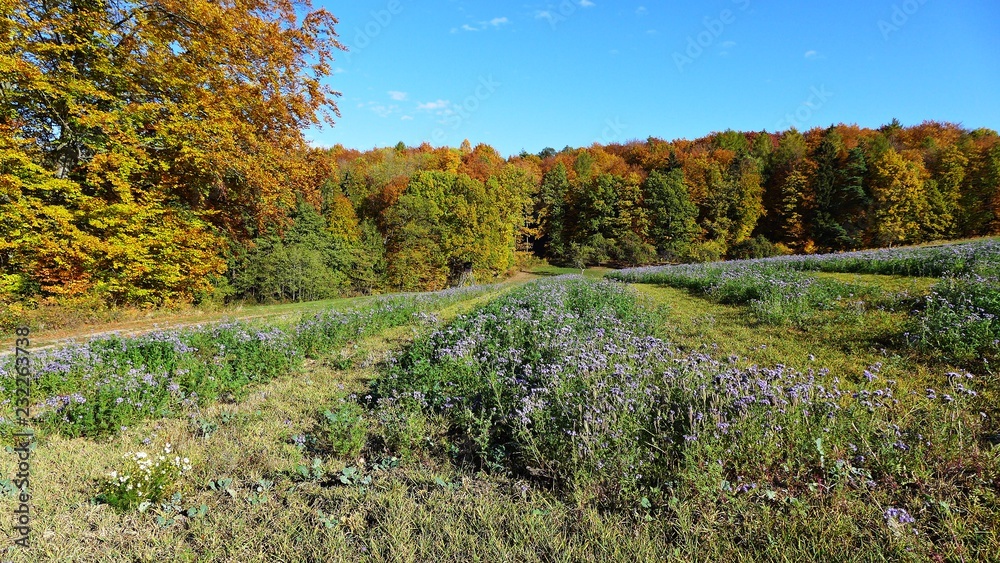 Naklejka premium Blaue Wiesenblumen am Rande eines Herbstwaldes