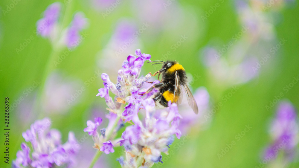 The Bee The Bee