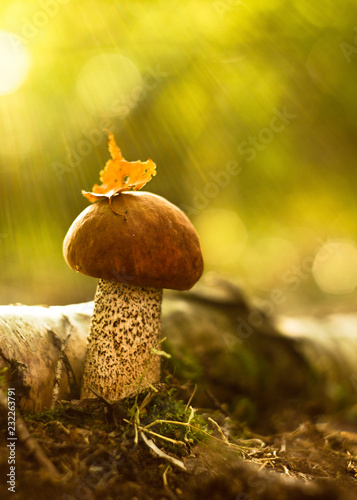 Obraz na plátně autumn