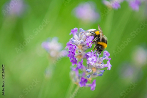The Bee © Nikola