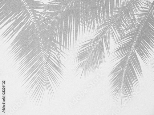 Fototapeta Liść palmowy ocienia na białej ścianie