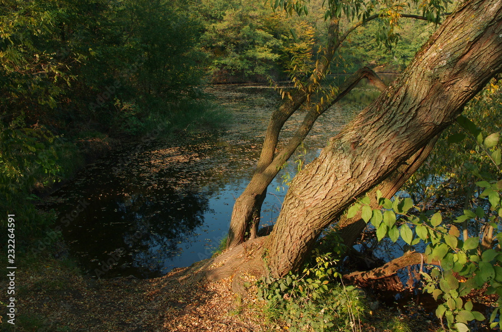 Naklejka premium Beautiful autumn panorama at lake, magical autumn background 