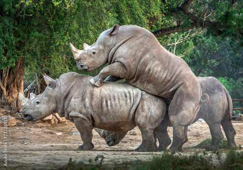 The family of white rhinos in the wild nature.