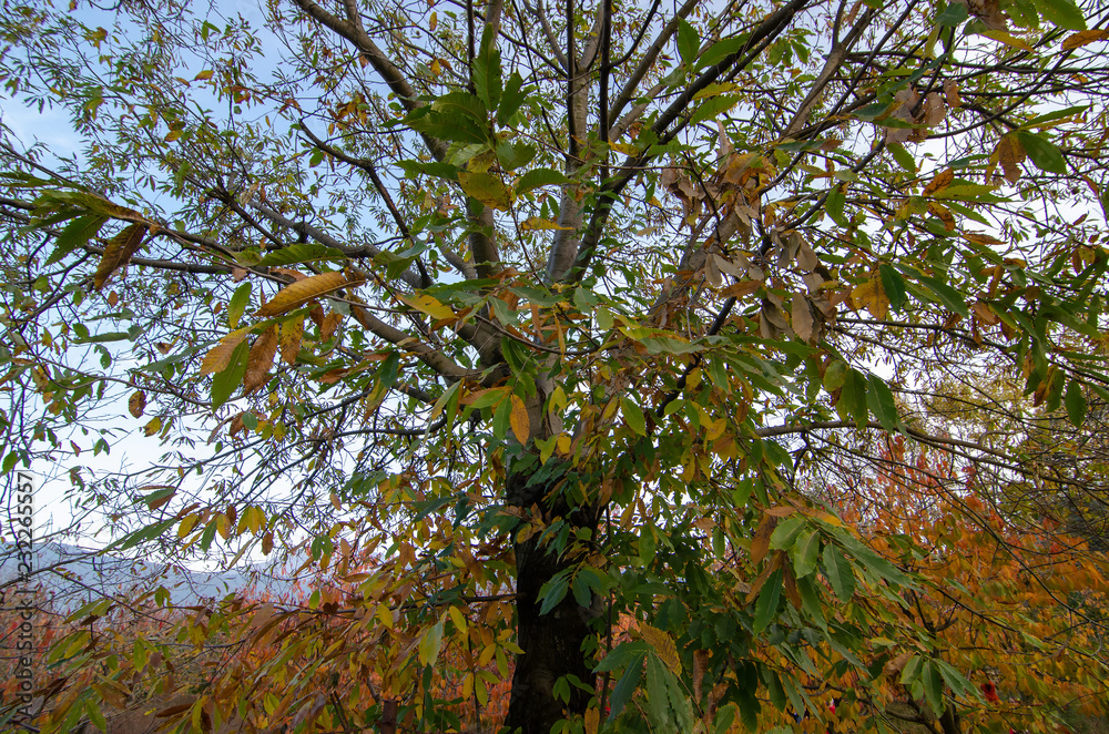 Obraz premium tree in autumn