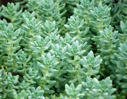 sedum treleasei succulent plant with pale blue green, thick and fleshy leaves, many plants growing in the garden, leaves occupy the whole picture 