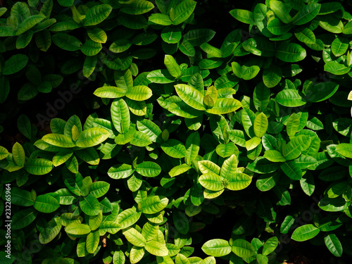 leaf and bush plant