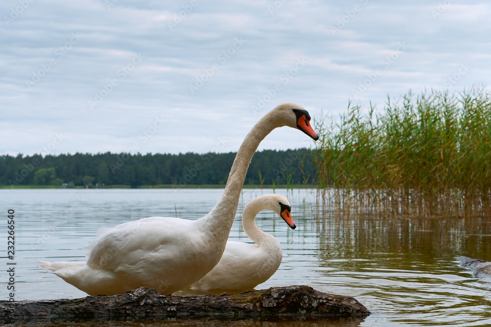 Fototapeta premium Swans came on shore. The swans on the lake. Water birds in natural conditions.