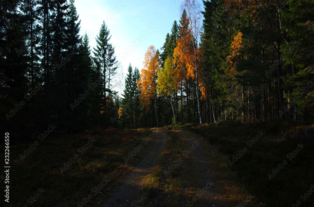 Obraz premium Forest dirt road in shade in autumn season, Nature of Sweden, Along the hiking trail Bruksleden in october
