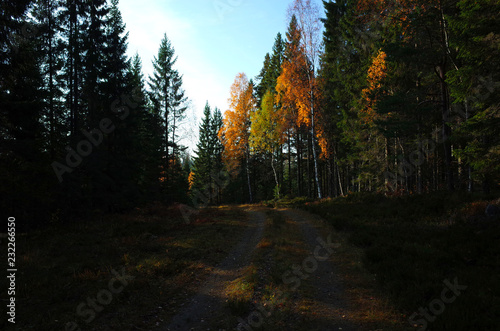 Forest dirt road in shade in autumn season, Nature of Sweden, Along the hiking trail Bruksleden in october photo
