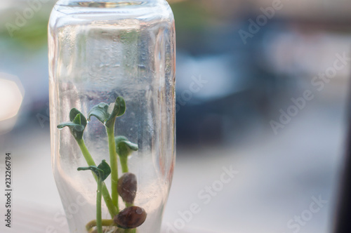Seedlings in glass bottle