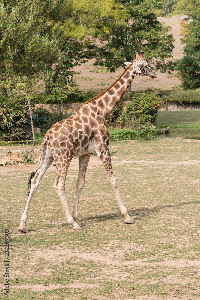 Giraffa camelopardalis - running outdoors in nature. Giraffa camelopardalis - running outdoors in nature.