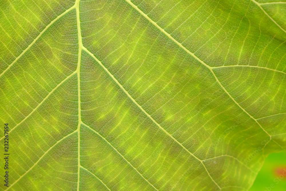 green leaf texture ( teak leaf ) green leaf texture ( teak leaf )