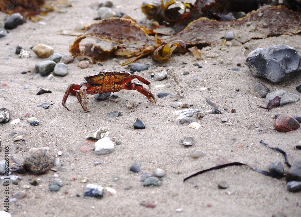 Crab crawling on beach