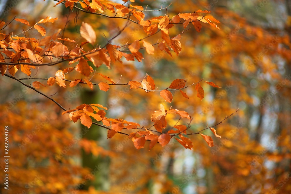 Autumn colored background of leaves and trees. Autumn colored background of leaves and trees.