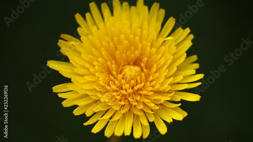 Dandelion macro close up