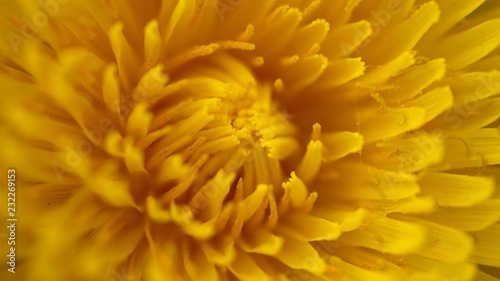 Dandelion macro close up