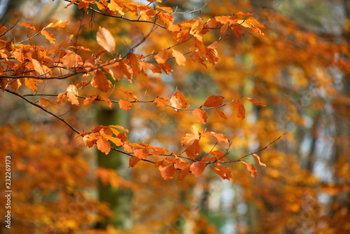 Autumn colored background of leaves and trees. © venars.original