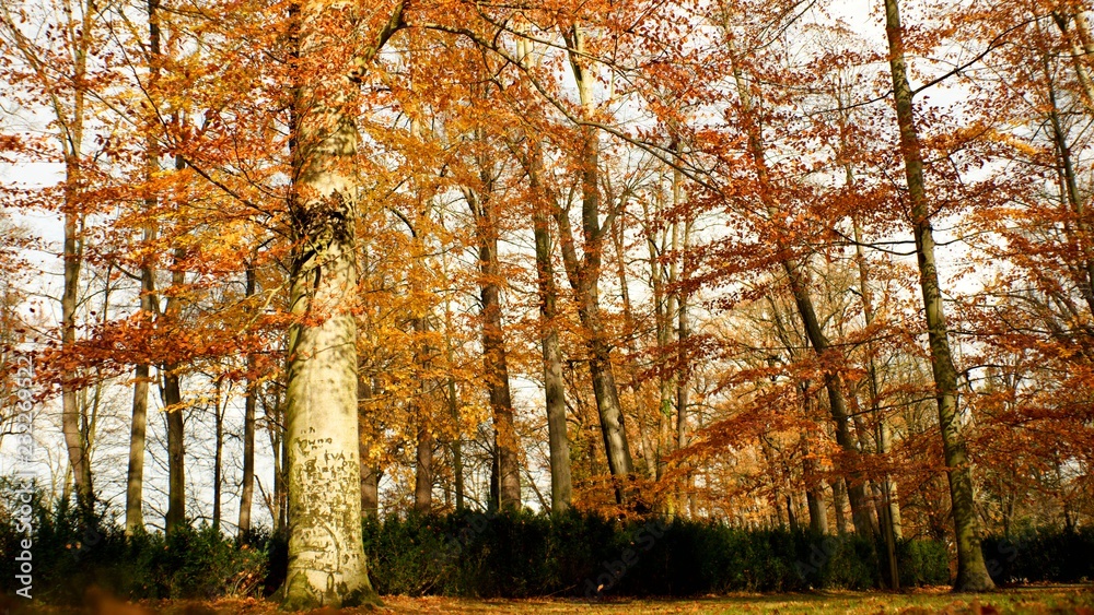 Autumn colored background of leaves and trees.