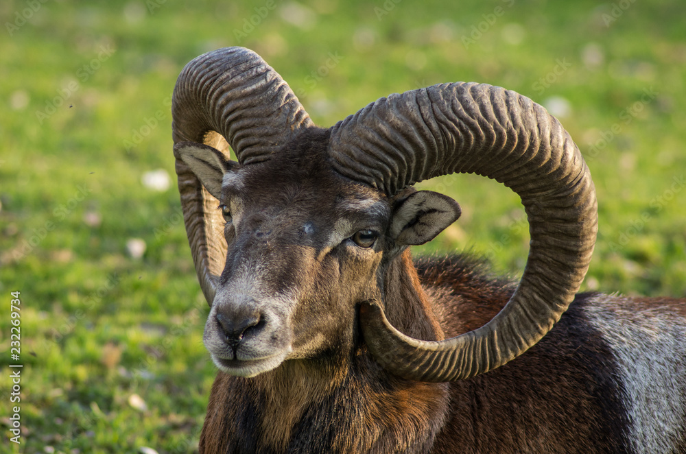 Europäischer Mufflon (Ovis gmelini musimon)