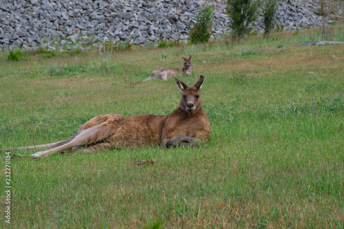 A male kangaroo keep calm in the park 