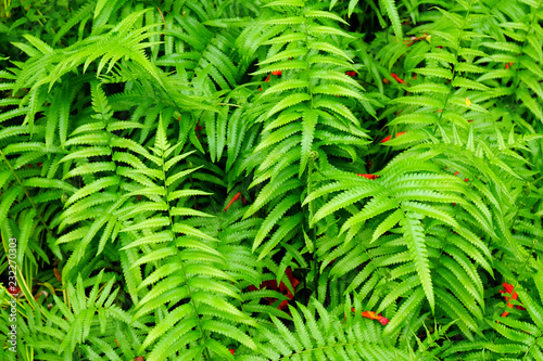 closeup fern in nature