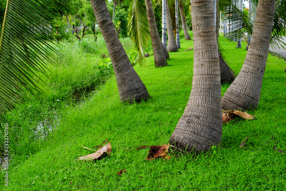 trunk coconut tree in garden