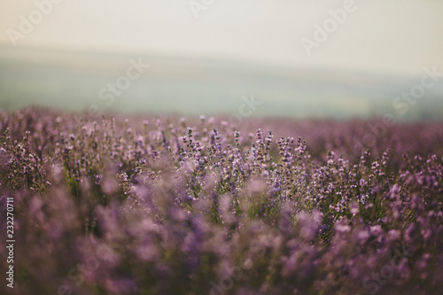 Fototapeta Naklejka Na Ścianę i Meble -  summer lavender field in bloom