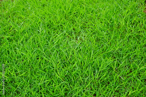 Grass background closeup