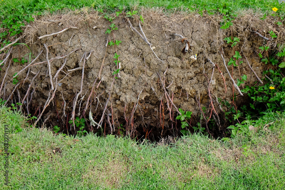 Obraz premium Tilt the broken tree root