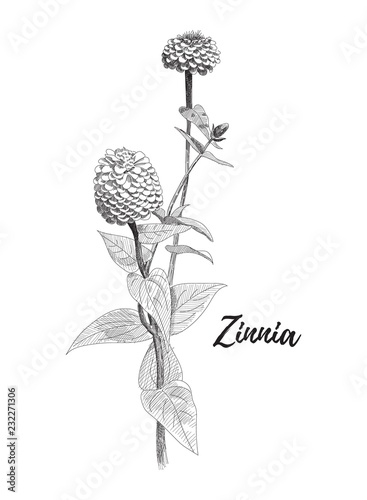 Zinnia flower botanical illustration. Hand drawn zinnia flowers and leaves sketch