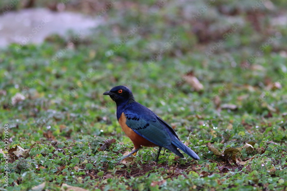 Superb Starling