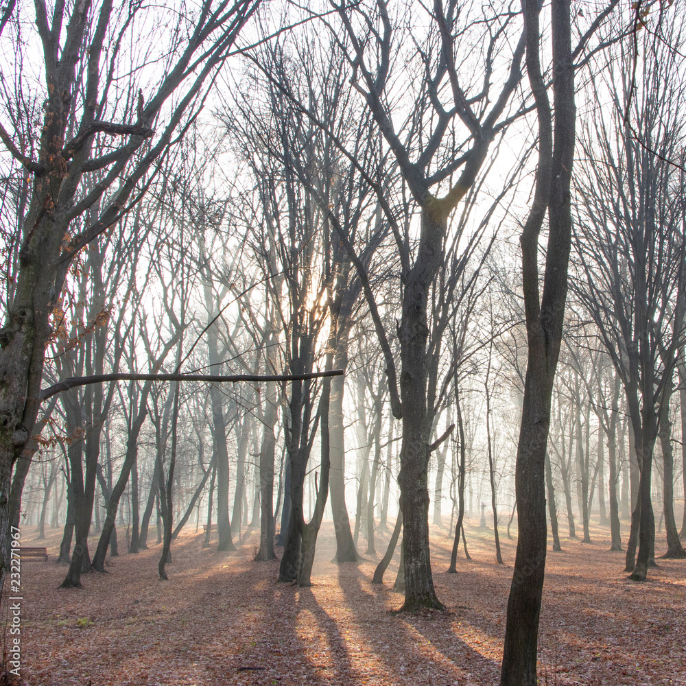 Fototapeta premium Red and colorful autumn colors in the beech forest in the fog