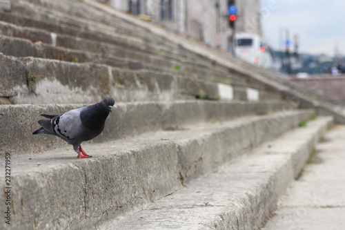 pigeon on sidewalk