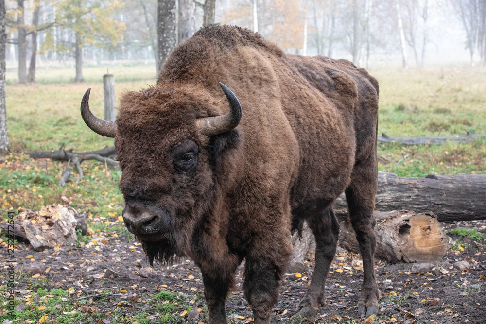 European bison in a forest reserve in Lithuania European bison in a forest reserve in Lithuania