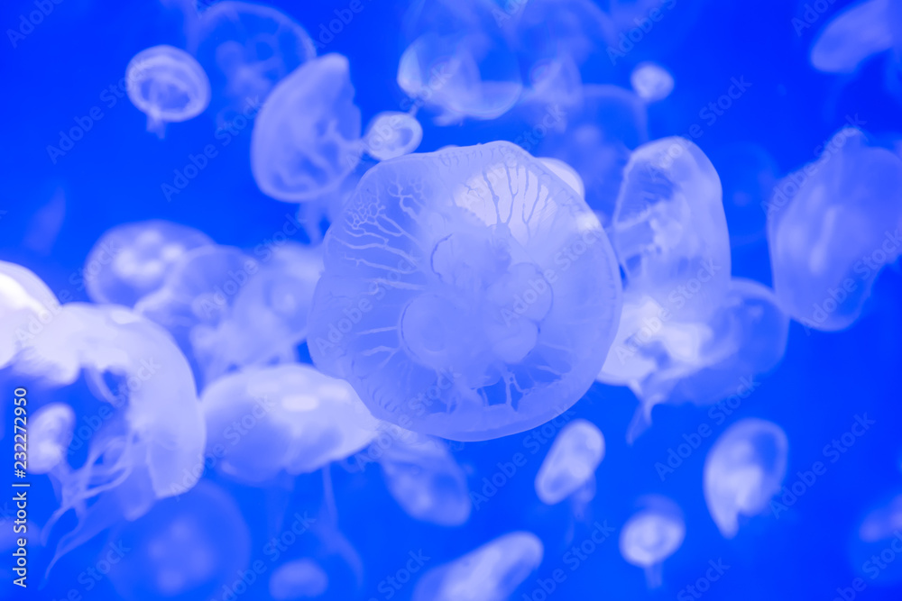 close up of Moon jellyfish drifting softly underwater in an aquarium close up of Moon jellyfish drifting softly underwater in an aquarium