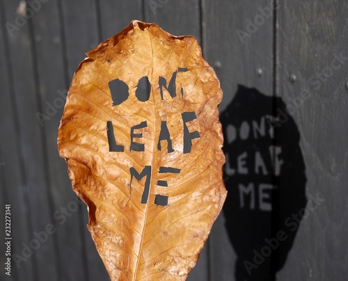 Don`t leaf me or don´t leave me. A leaf from unstoppable autumn  photo