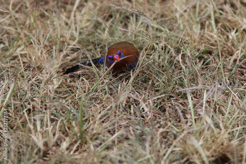 Purple Grenadier collecting nesting material