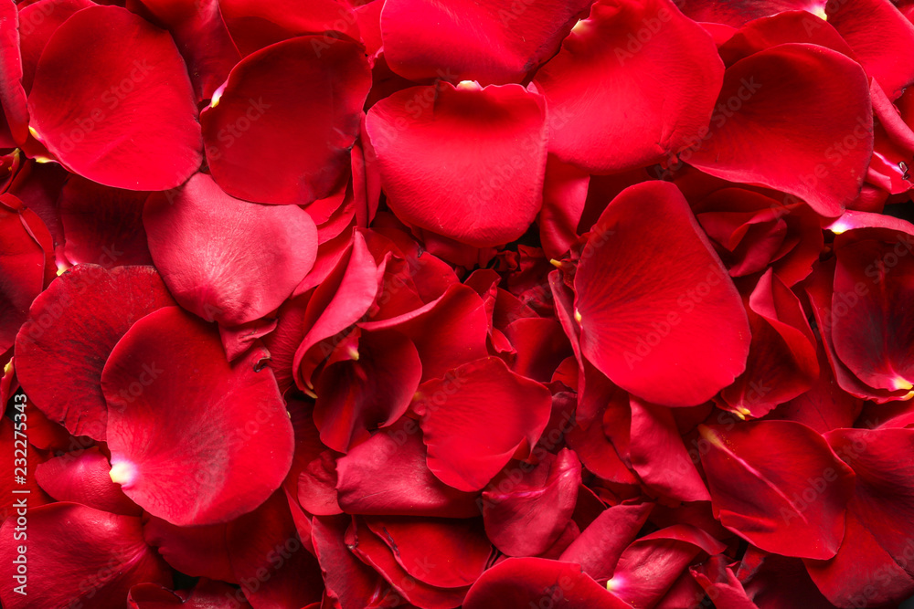 Many red rose petals as background Many red rose petals as background