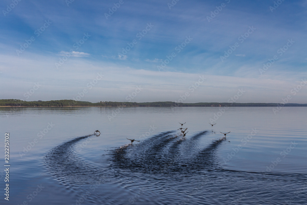 Obraz premium Envol d'oies