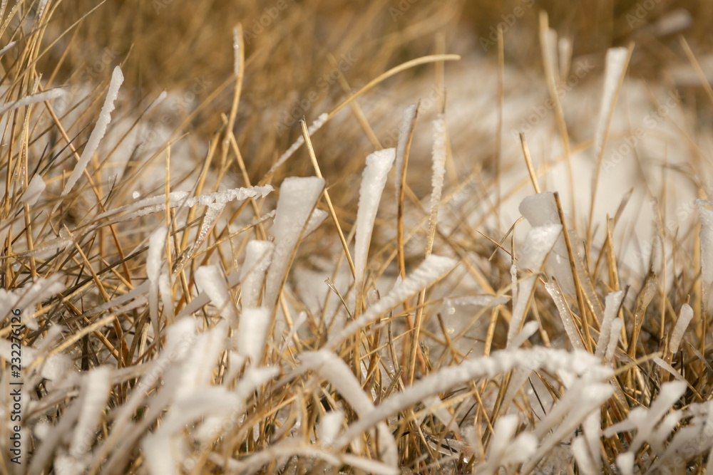 Frozen grass in snow in cold winter
Frozen grass in snow in cold winter