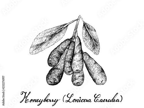 Hand Drawn of Honeyberries on White Background